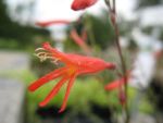 penstemon-pinifolius-2