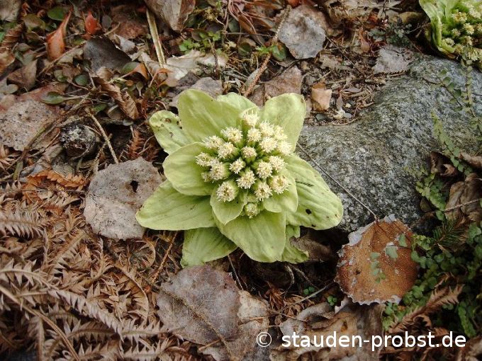 Petasites japonicus 'Maximus' - Japanische Pestwurz