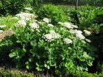 peucedanum-ostruthium-3