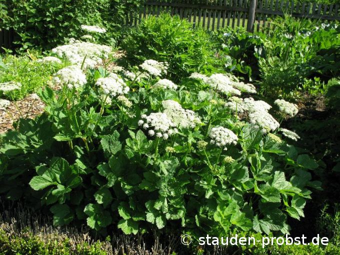Peucedanum ostruthium - Meisterwurz