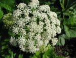 peucedanum-ostruthium