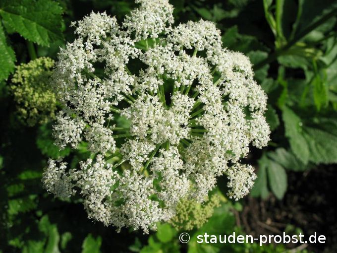 Peucedanum ostruthium - Meisterwurz