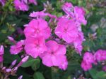 phlox-paniculata-amesberg