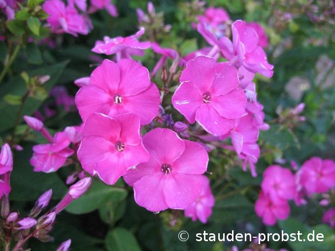 Phlox paniculata 'Amesberg' - Staudenphlox