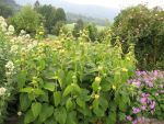phlomis-russeliana-4