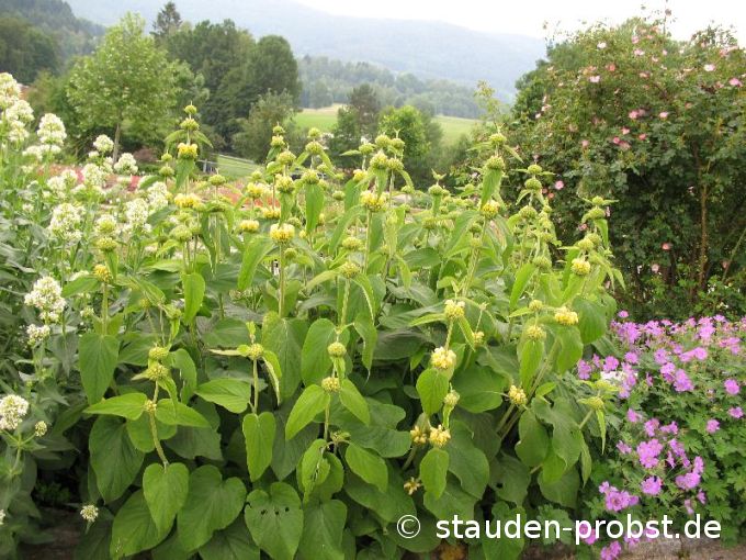 Phlomis russeliana - Syrisches Brandkraut