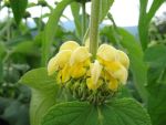 phlomis-russeliana