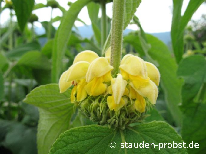 Phlomis russeliana - Syrisches Brandkraut