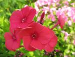 phlox-cultorum-grenadine-dream