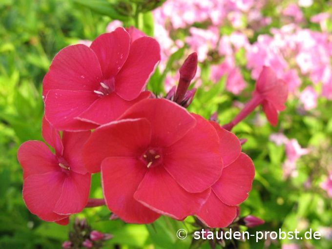 Phlox cultorum 'Grenadine Dream' - Phlox