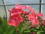 phlox-cultorum-watermelon-punch