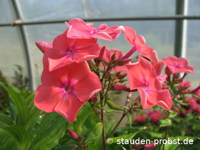 Phlox cultorum 'Watermelon Punch' - Phlox