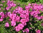 phlox-douglasii-red-admiral