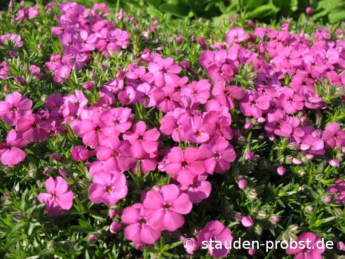 Phlox douglasii 'Red Admiral' - Zwergpolsterphlox