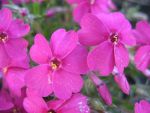 phlox-douglasii-tycoon-2