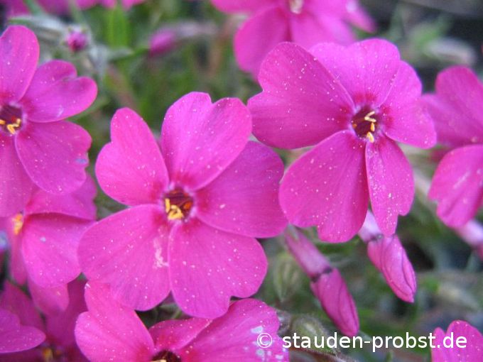 Phlox douglasii 'Tycoon' - Zwergpolsterphlox