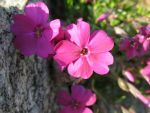 phlox-douglasii-tycoon