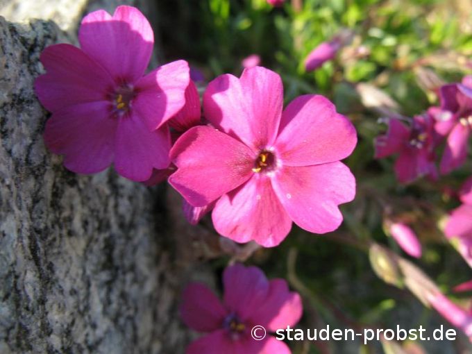 Phlox douglasii 'Tycoon' - Zwergpolsterphlox