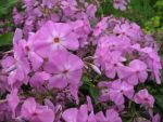 phlox-glaberrima-morris-berd-2