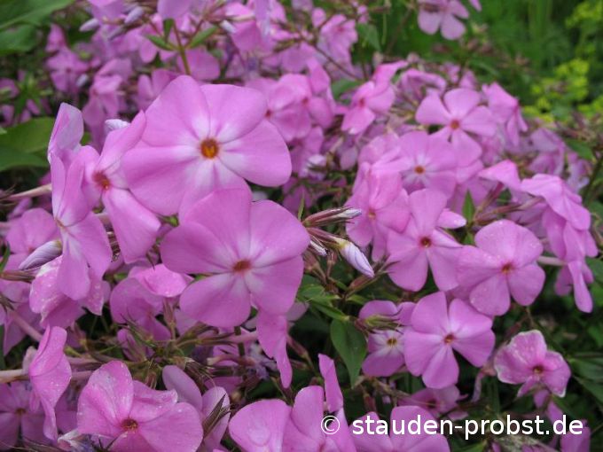 Phlox glaberrima 'Morris Berd' - Waldphlox, Vorsommerphlox