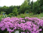 phlox-glaberrima-morris-berd-5