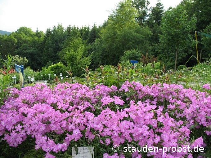 Phlox glaberrima 'Morris Berd' - Waldphlox, Vorsommerphlox