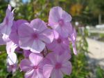 phlox-maculata-alpha