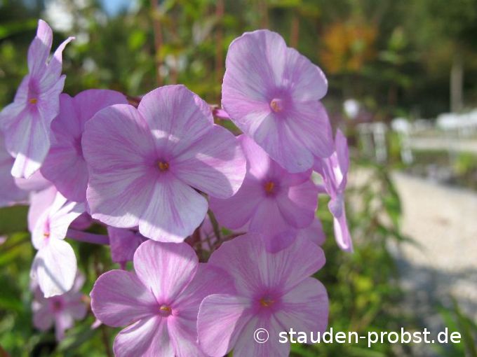 Phlox maculata 'Alpha' - Wiesenphlox