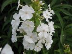 phlox-maculata-mrs-lingard