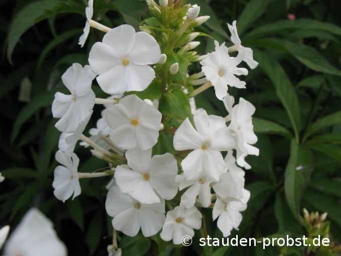 Phlox carolina 'Mrs. Lingard' - Carolina Flammenblume