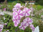 phlox-maculata-natascha-2