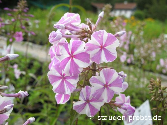 Phlox maculata 'Natascha' - Wiesenphlox