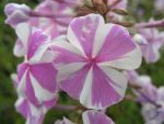phlox-maculata-natascha