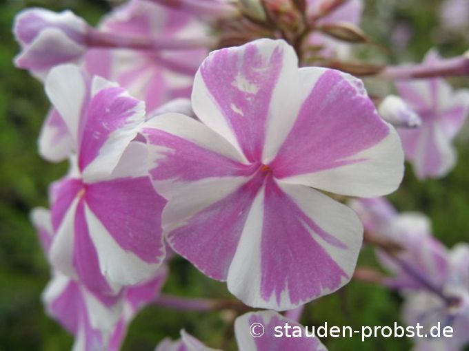 Phlox maculata 'Natascha' - Wiesenphlox
