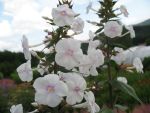 phlox-maculata-omega
