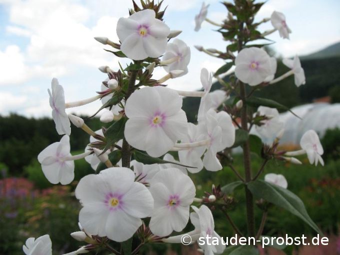Phlox maculata 'Omega' - Wiesenphlox