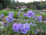 phlox-paniculata-blue-paradise-2