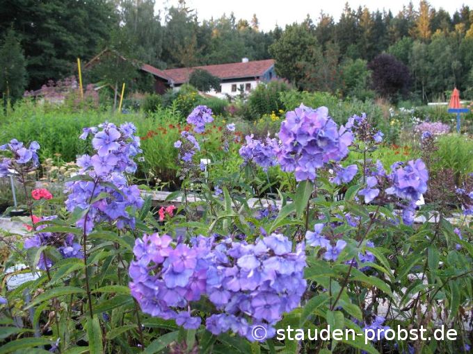 Phlox paniculata 'Blue Paradise' - Staudenphlox