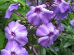 phlox-paniculata-blue-paradise-3