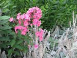 phlox-paniculata-brigadier-2