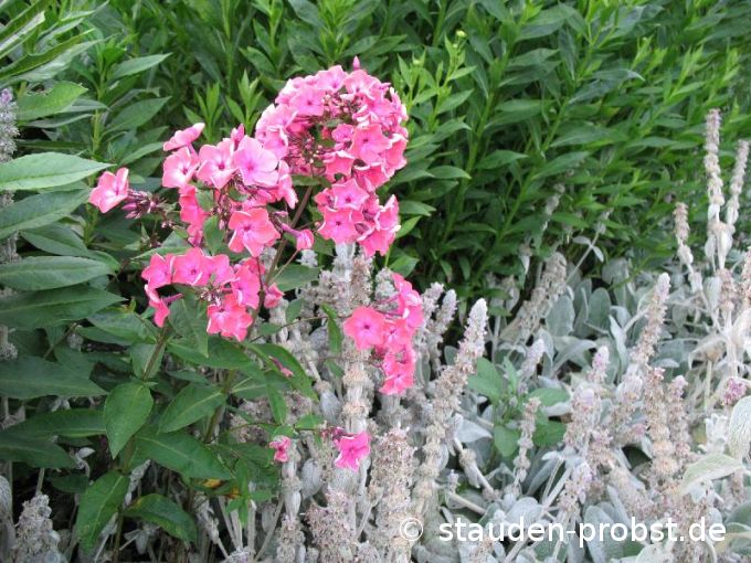 Phlox paniculata 'Brigadier' - Staudenphlox