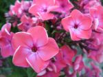 phlox-paniculata-brigadier