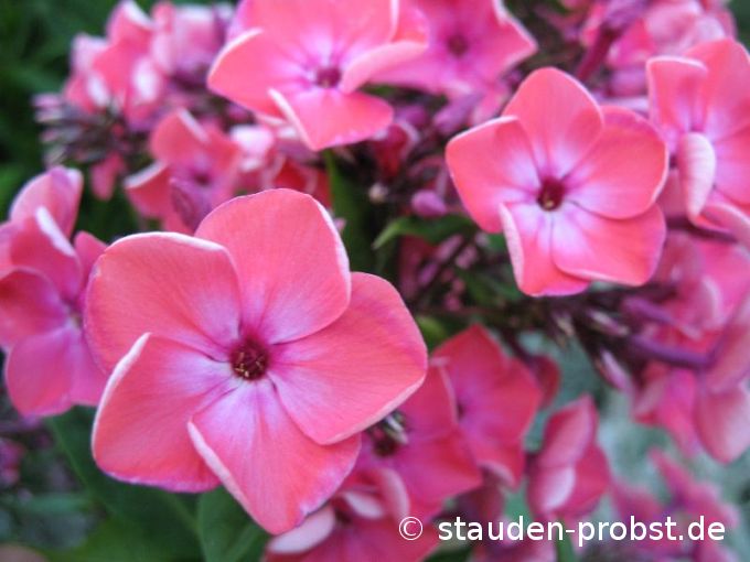 Phlox paniculata 'Brigadier' - Staudenphlox