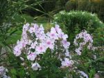 phlox-paniculata-europa-2