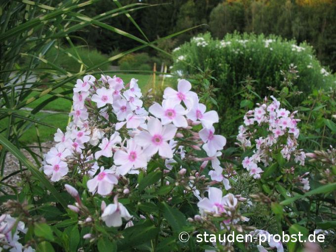 Phlox paniculata 'Europa' - Staudenphlox, Flammenblume