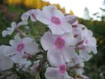 phlox-paniculata-europa