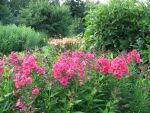 phlox-paniculata-grenadine-dream-2