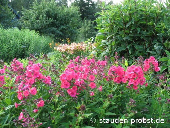 Phlox paniculata 'Grenadine Dream' - Staudenphlox