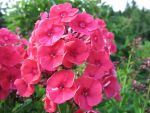 phlox-paniculata-grenadine-dream