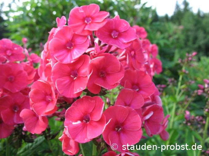 Phlox paniculata 'Grenadine Dream' - Staudenphlox